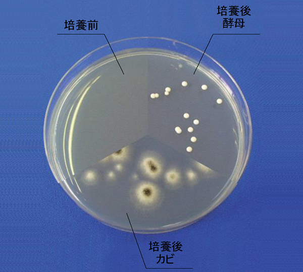 カビ、酵母用 CP加ポテトデキストロース寒天培地