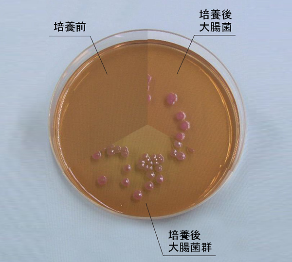 大腸菌群用 デソキシコレート寒天