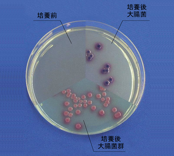 大腸菌群、大腸菌同時検出用 EZ2C寒天培地