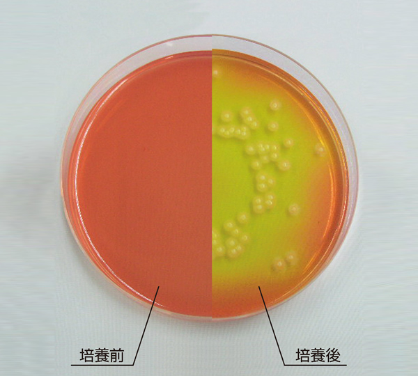 黄色ブドウ球菌用 卵黄加マンニット食塩寒天培地