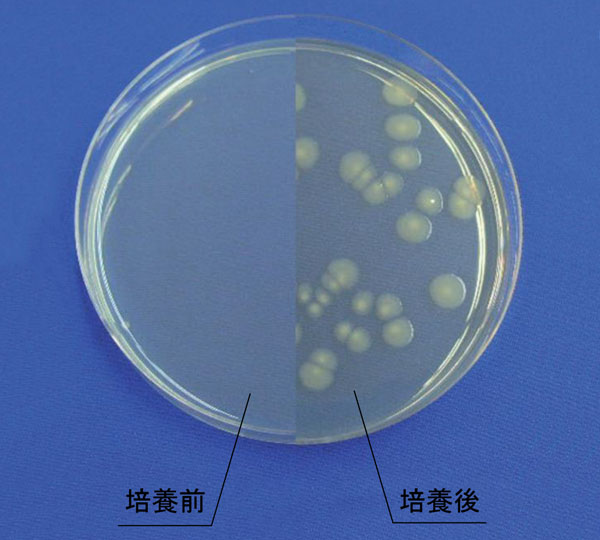 一般生菌数用 標準寒天培地