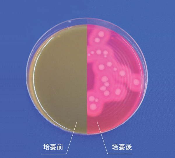 セレウス菌用 卵黄加NGKG寒天培地