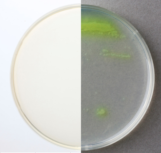 緑膿菌用　セトリミド寒天培地