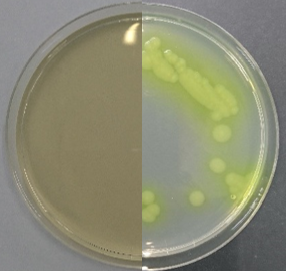 【受注生産品】緑膿菌分離培養用　NAC寒天培地